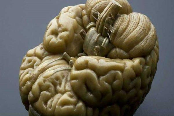مسابقات دانش آموزی دانش مغز برگزار می شود مسابقات دانش آموزی دانش مغز برگزار می گردد