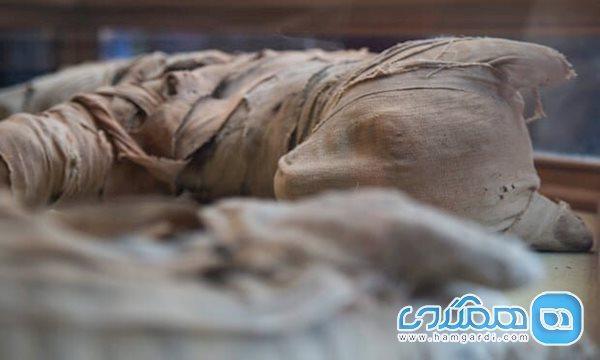 مومیایی شیر سر از سقاره درآورد مومیایی شیر سر از سقاره درآورد