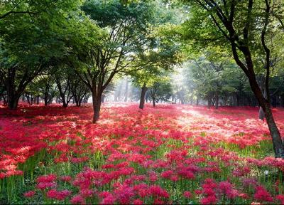 تصاویر فصل بهار در کره جنوبی، طبیعت شگفت انگیز شرق آسیا