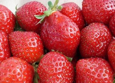 فواید حفاظتی مصرف توت و چای در برابر آلزایمر