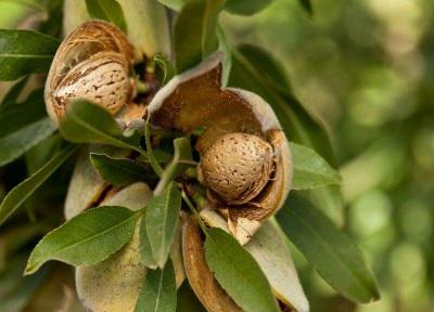 خبرنگاران شهرک تخصصی بادام ایران در چهارمحال و بختیاری احداث می شود