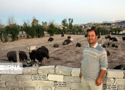 خبرنگاران صنعت شترمرغداری در ایران جا نیفتاده است