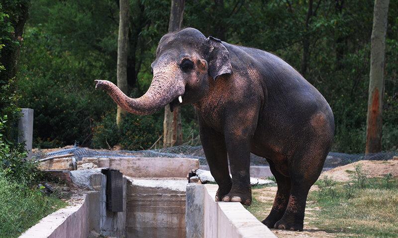 تنهاترین فیل دنیا از باغ وحش به پناهگاه منتقل شد ، نداشتن شریک زندگی فیل را هم افسرده کرد!