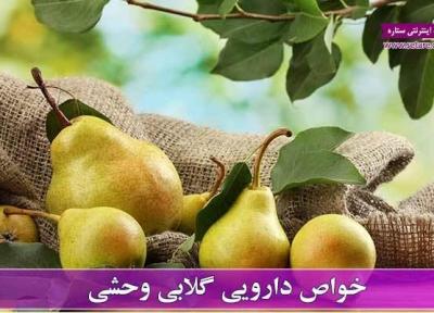 خواص گلابی وحشی و عوارض آن