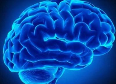 حفظ روابط اجتماعی موجب افزایش ماده خاکستری مغز می گردد