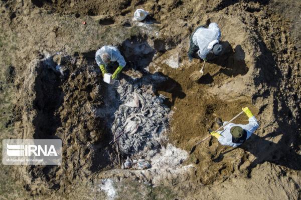 خبرنگاران لاشه هشت هزار پرنده مهاجر در گلستان دفن شد