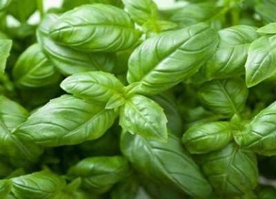 فواید ریحان در تقویت سیستم ایمنی بدن و کاهش درد