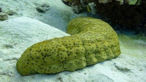 خیار دریایی، عجیب ترین موجود آبزی را بیشتر بشناسید