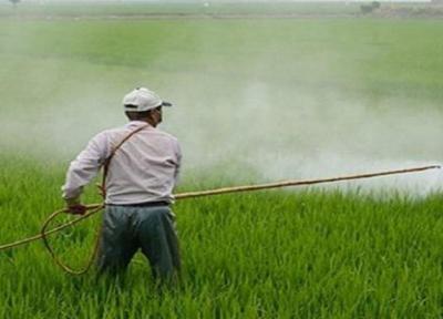 اجرای طرح مبارزه با سن غلات در استان سمنان