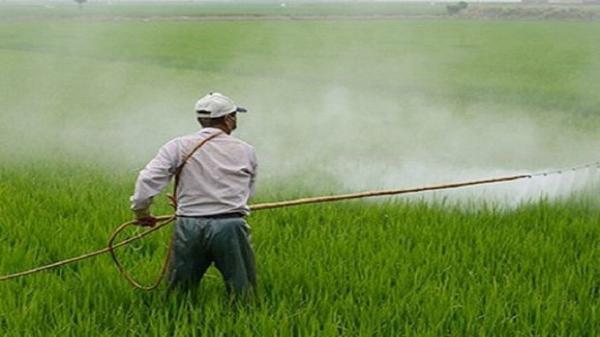 اجرای طرح مبارزه با سن غلات در استان سمنان اجرای طرح مبارزه با سن غلات در استان سمنان
