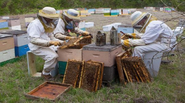 تنوع گیاهی از دلایل خوش طعم بودن عسل سرایان